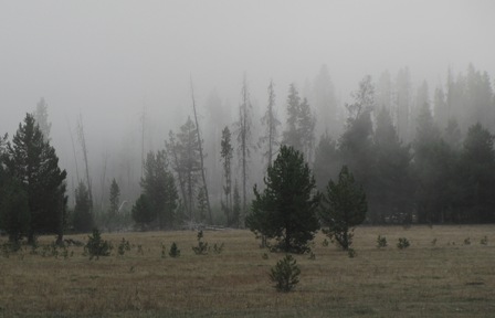 photo: fog enshrouded wilderness 