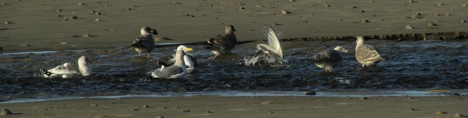 photo: gulls bathing