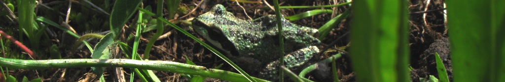 Photo: Pacific chorus frog, June 2009